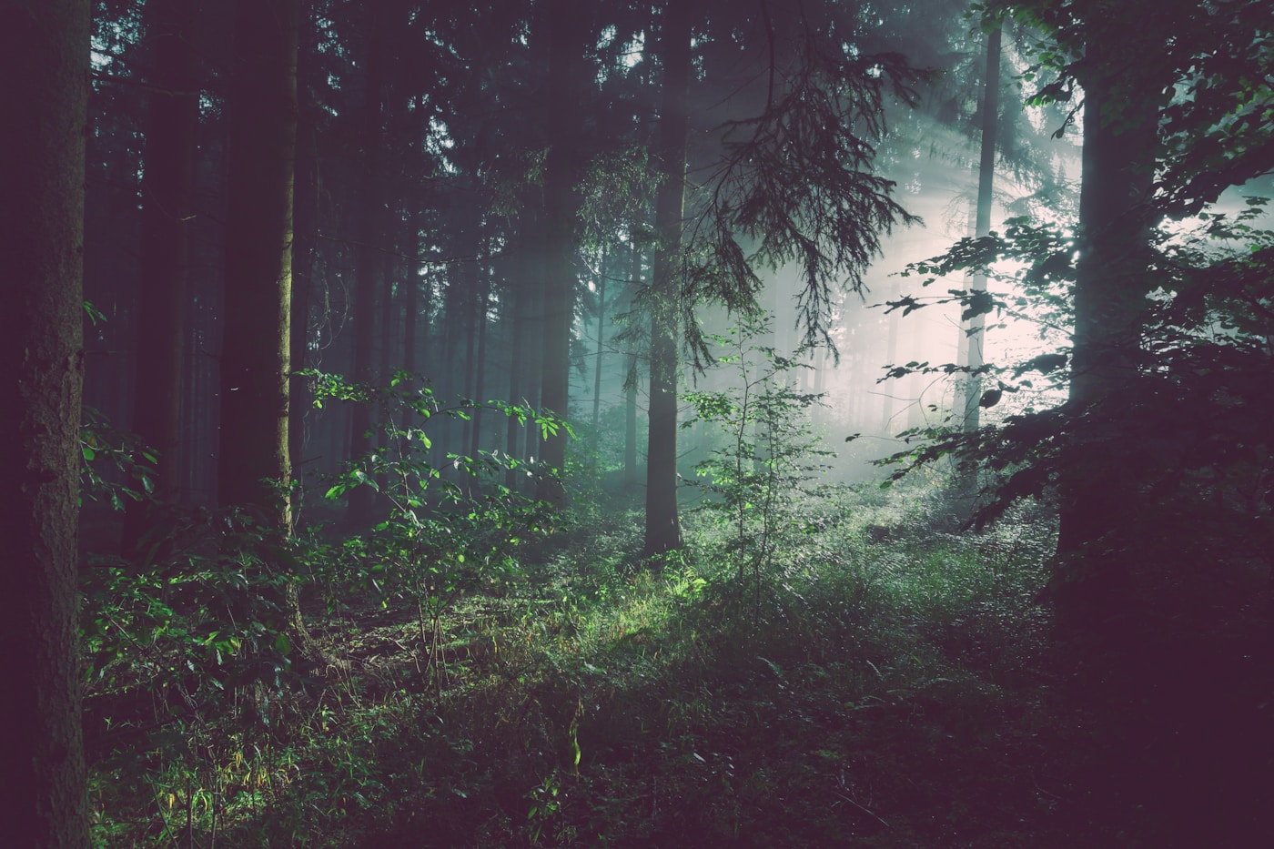 Lush tropical forest path in early morning light, Java Indonesia